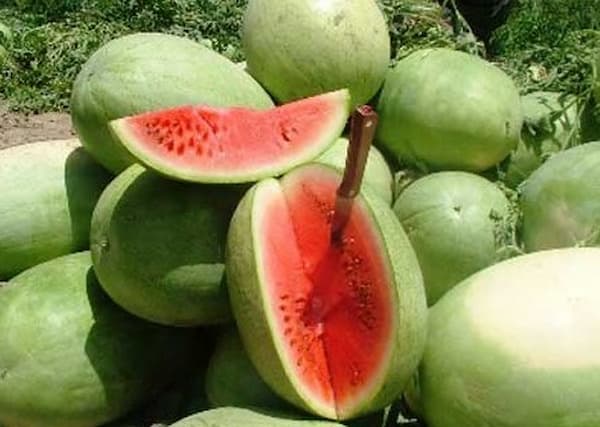 تصویر 1 از قیمت خرید هندوانه سبز کمرنگ با فروش عمده